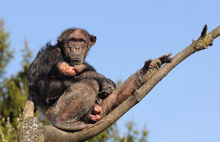 Scimpanzé sugli alberi